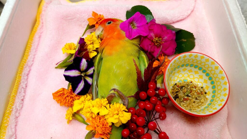 コザクラインコのさくらちゃん