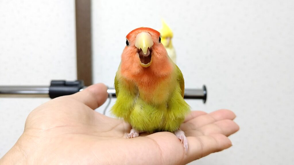 コザクラインコを飼う前に知っておくべきこと