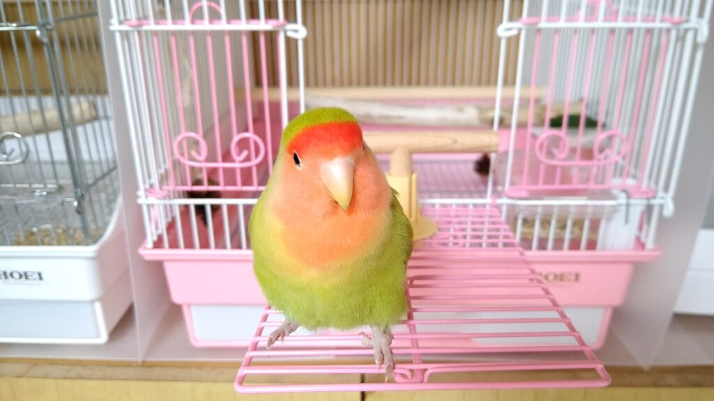 コザクラインコ