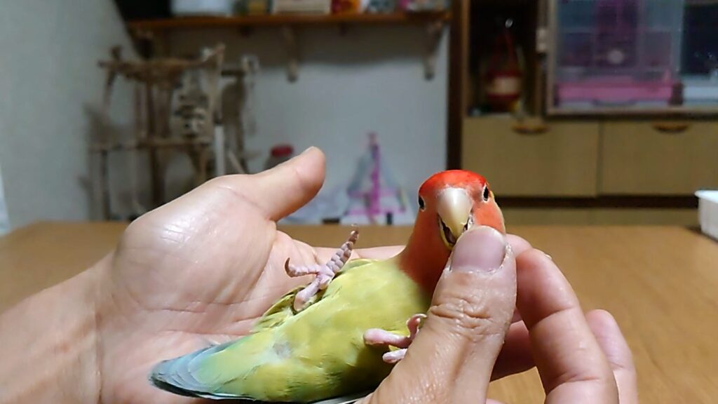 コザクラインコが耳や首 手など皮膚を噛むけど直す方法や対策は