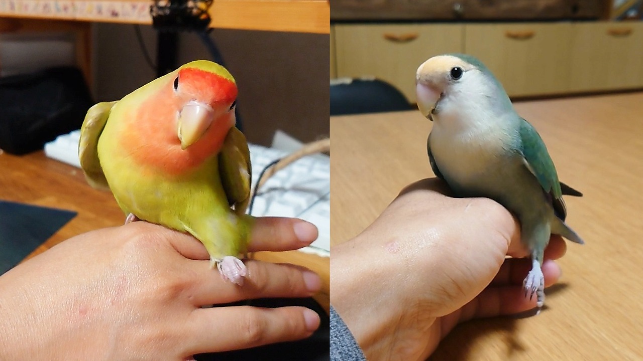 【まとめ】コザクラインコ･性別の見分け方│オスメス行動の違い | コザクラインコの性格から飼育までのまとめサイト