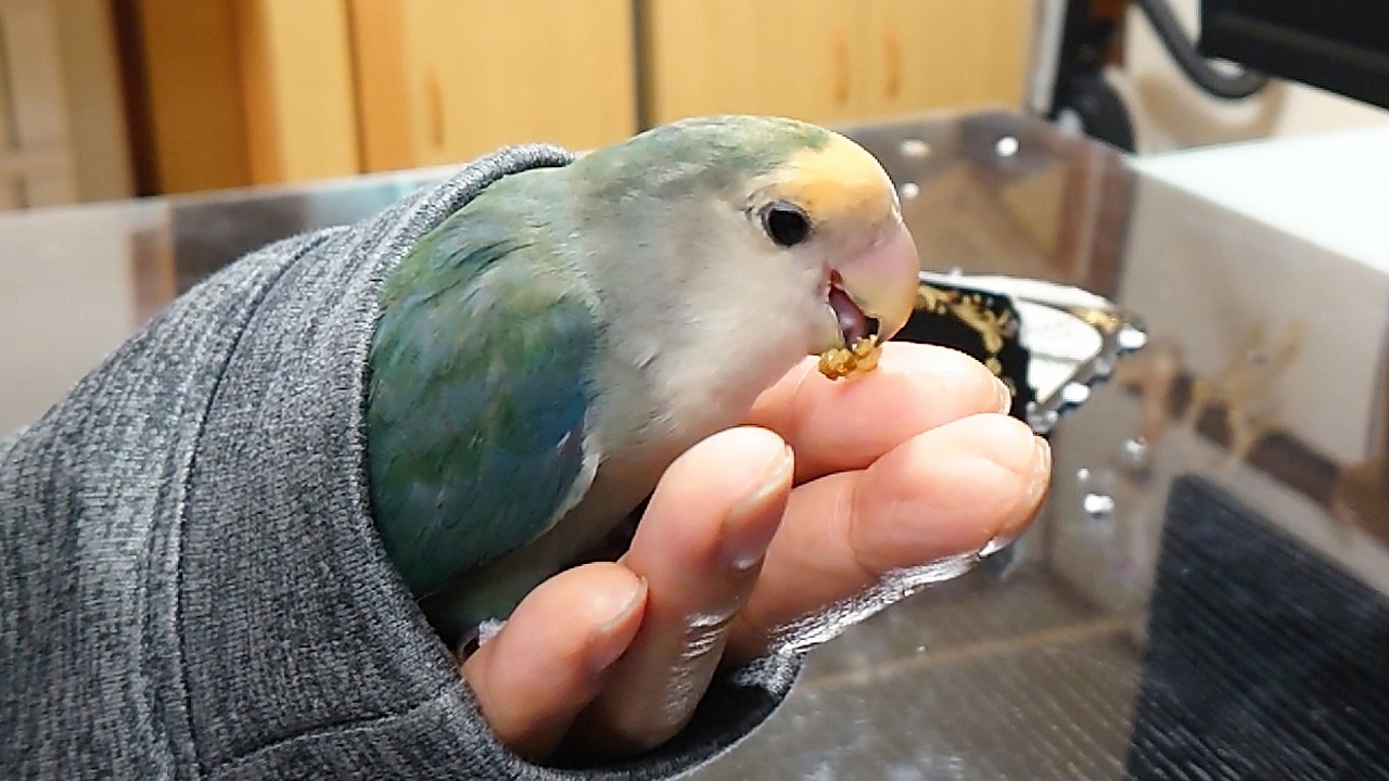 【まとめ】コザクラインコ･性別の見分け方│オスメス行動の違い | コザクラインコの性格から飼育までのまとめサイト