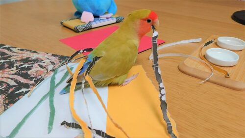 紙を細かく切って巣材集めをするコザクラインコ
