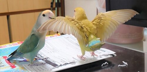 羽を大きく広げて飛行機のポーズをとるコザクラインコのメス