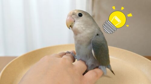 お気に入りの物にお尻を擦りつけるコザクラインコのオス