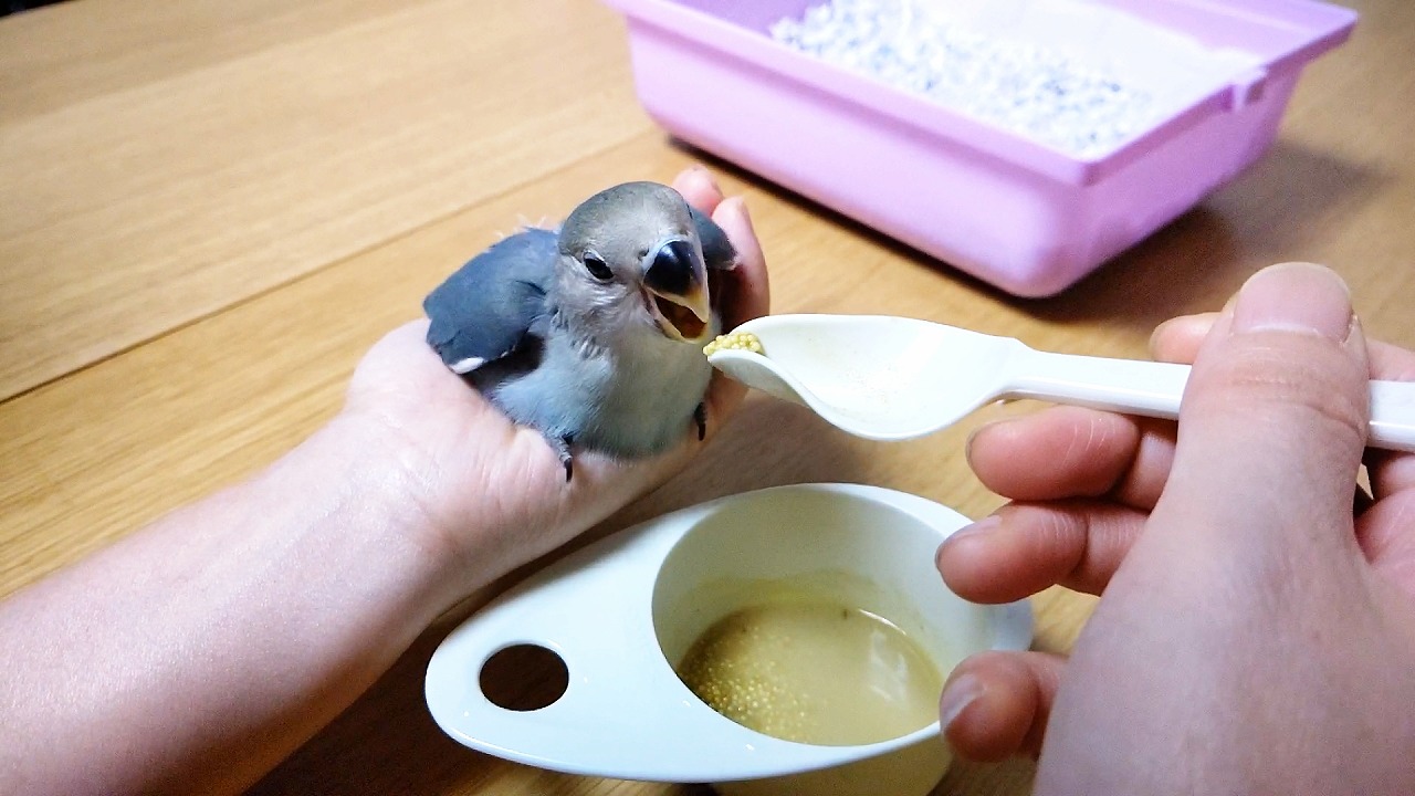 挿し餌とは？雛のお迎えで必要な知識 コザクラインコの性格から飼育までのまとめサイト
