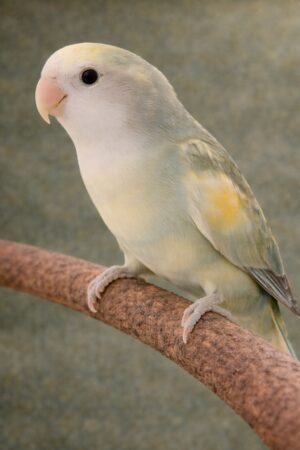 ㉙ホワイトフェイス・コバルト・パイド