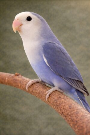 ㉜ホワイトフェイス・バイオレット