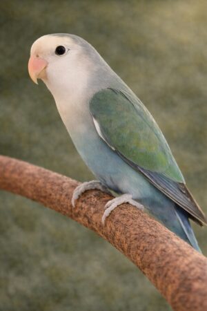 ㉖ホワイトフェイス・コバルト