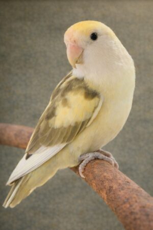 ㉟モーブ・パイド