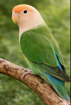 ⑭シーグリーン