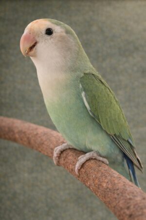 ㉛ホワイトフェイス・ダッチブルー・スプリット