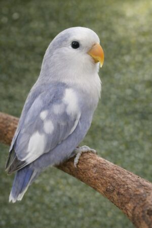 ㉑バイオレット・パイド