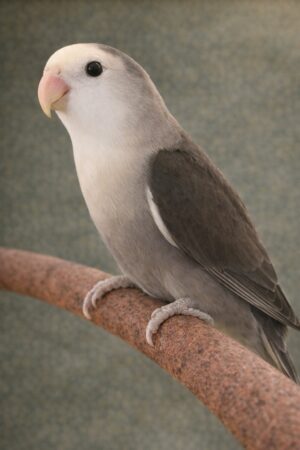 ㉝ホワイトフェイス・モーブ