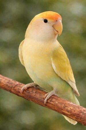 ⑤アメリカン・シナモン・シーグリーン・パイド