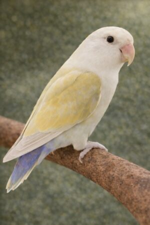 ㉕ホワイトフェイス・オーストラリアン・シナモン・コバルト・バイオレット