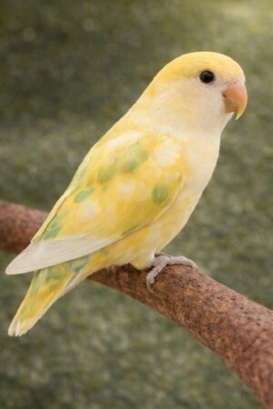 ㉒ヘビーパイド