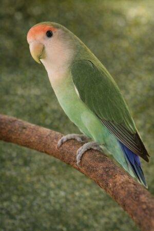 ⑲ダッチブルー