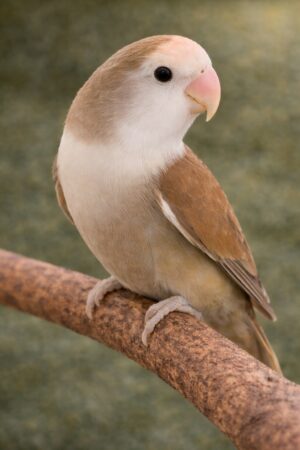 ㉔ホワイトフェイス・アメリカン・シナモン・モーブ