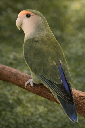 ⑱ダーク・シーグリーン・バイオレット