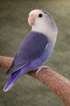 ㉘ホワイトフェイス・コバルト・バイオレット・ダブルファクター