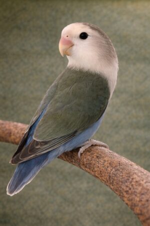 ㉚ホワイトフェイス・コバルトバイオレット