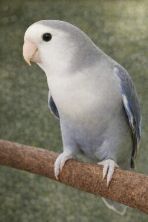 ㉓ホワイトフェイス