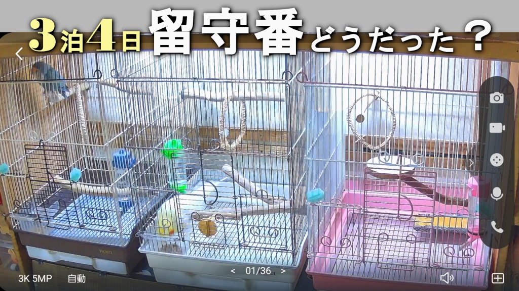 コザクラインコ3羽を3泊4日留守番させた記録｜温度11℃台・無人でも体重変化なしだった実例