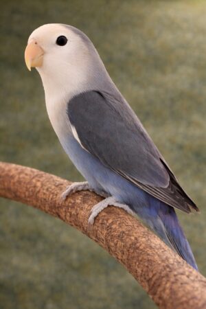 ㉗ホワイトフェイス・コバルト・バイオレット・シングルファクター