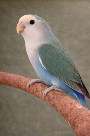 ㊲ブルーチェリー