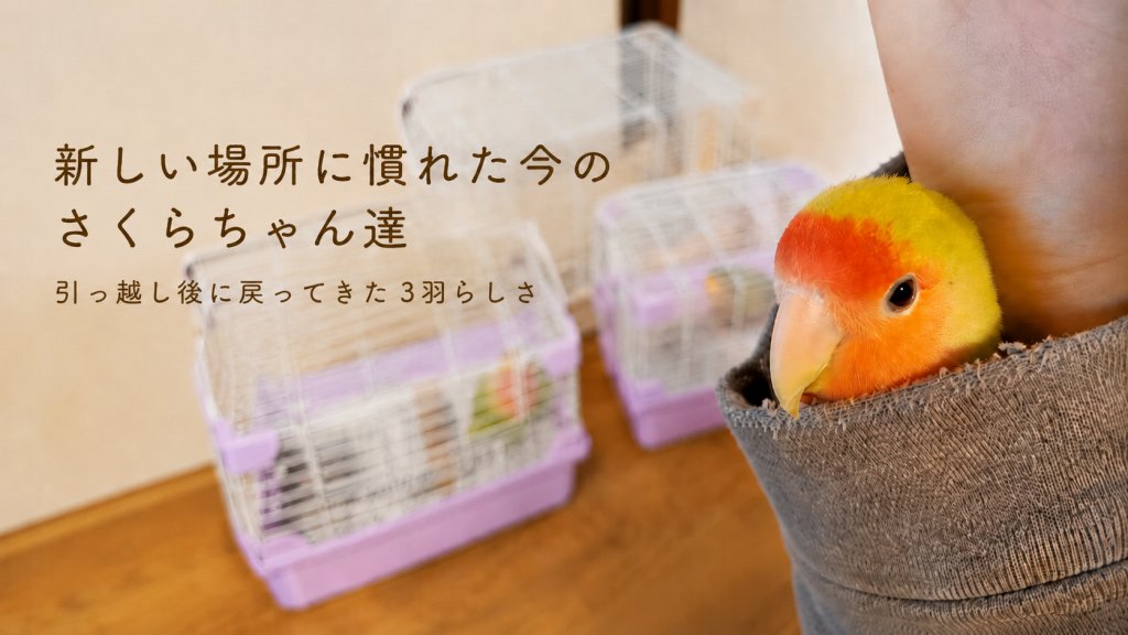 新しい場所に慣れた今のさくらちゃん達｜引っ越し後に戻ってきた3羽らしさ