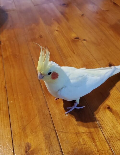 床歩きを楽しむぽぽちゃん
