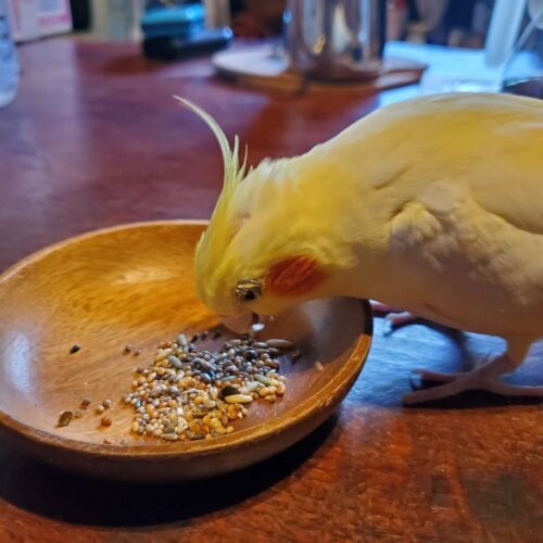 食事中のぽぽちゃん