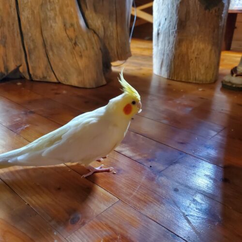 ぽぽちゃんは今も床歩き中心