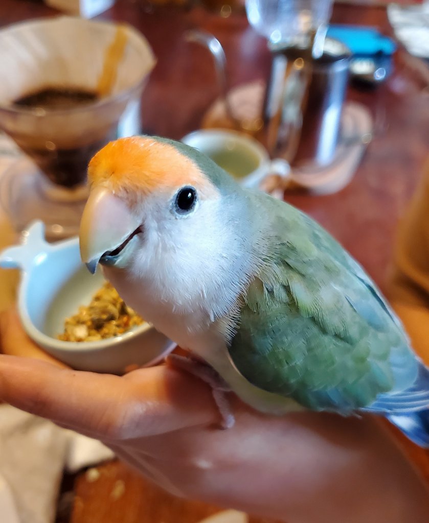 インコにも味覚はある?まず知りたい答え