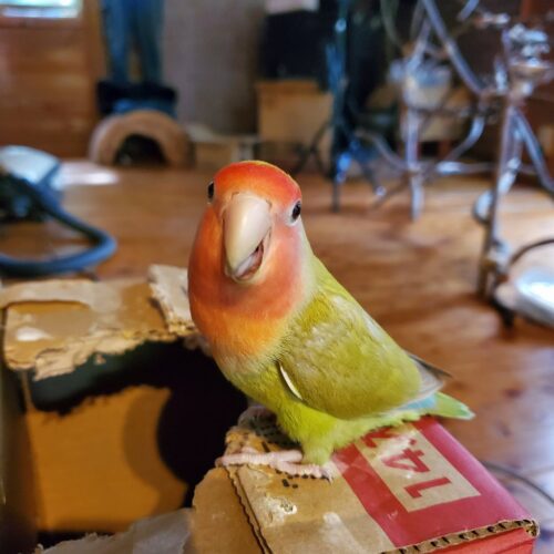 段ボールで遊ぶさくらちゃん
