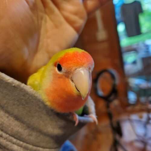 袖の中でくつろぐさくらちゃん