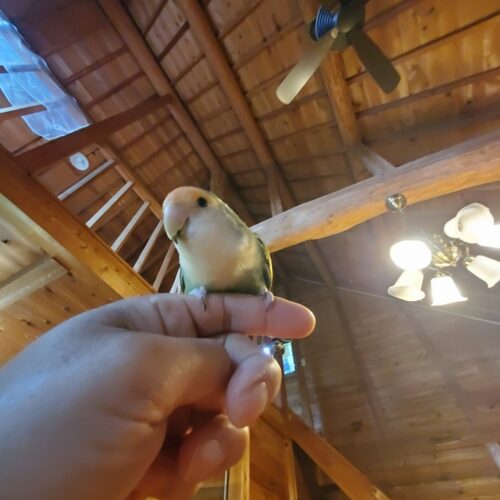 放鳥時の広い空間