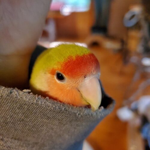 袖から出て来ないさくらちゃん