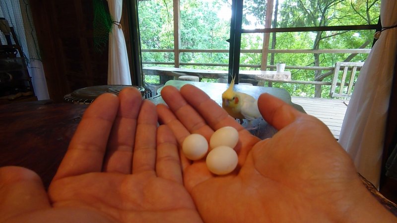 オカメインコが無精卵を3個産んだ