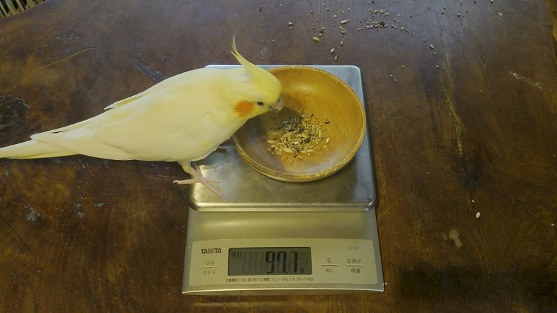 卵3個とぽぽちゃんの体重を実測