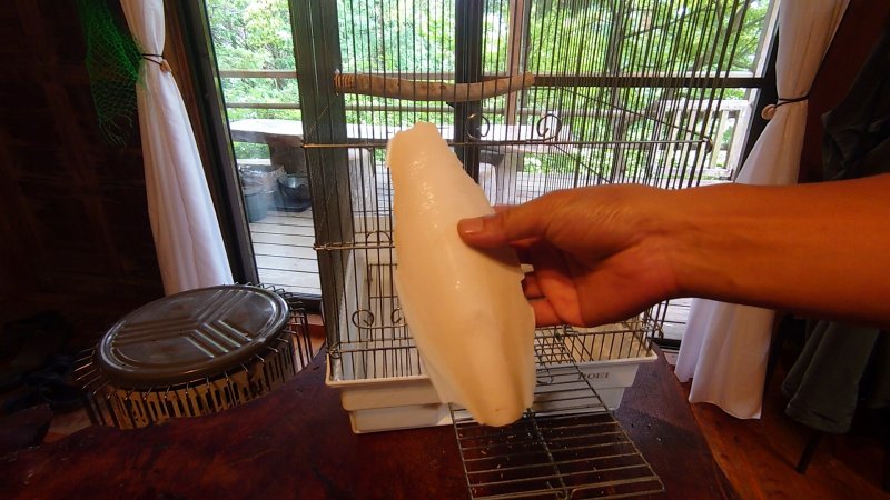 産卵をきっかけにカトルボーンも追加