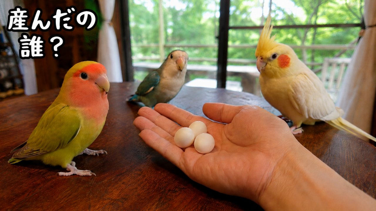 オカメインコが無精卵を産んだ｜産卵前のサインと発情対策