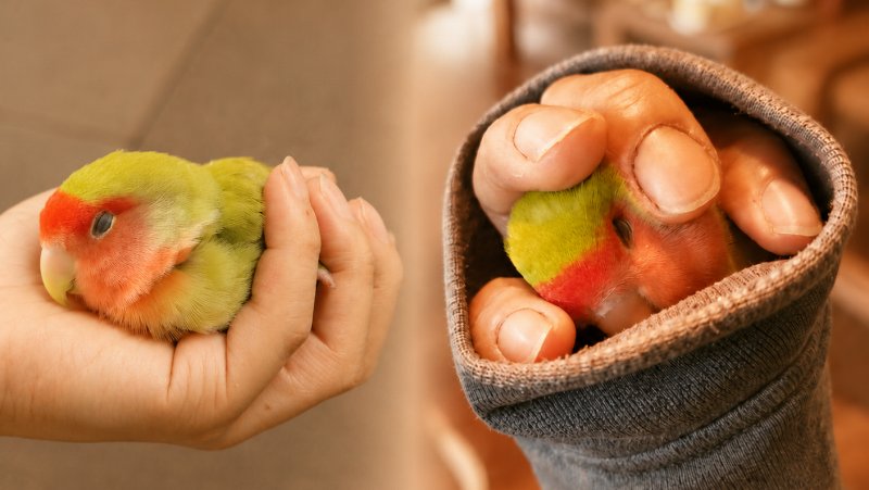先代さくらちゃんと今のさくらちゃんの違い