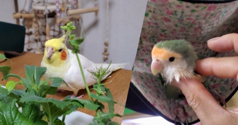 手の上で寝る子と寝ない子がいる