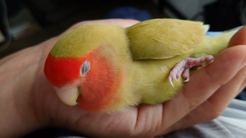 放鳥中に寝るのは大丈夫？