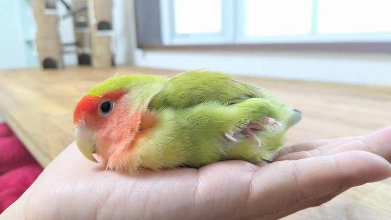 インコが手の上で寝るのはなぜ？
