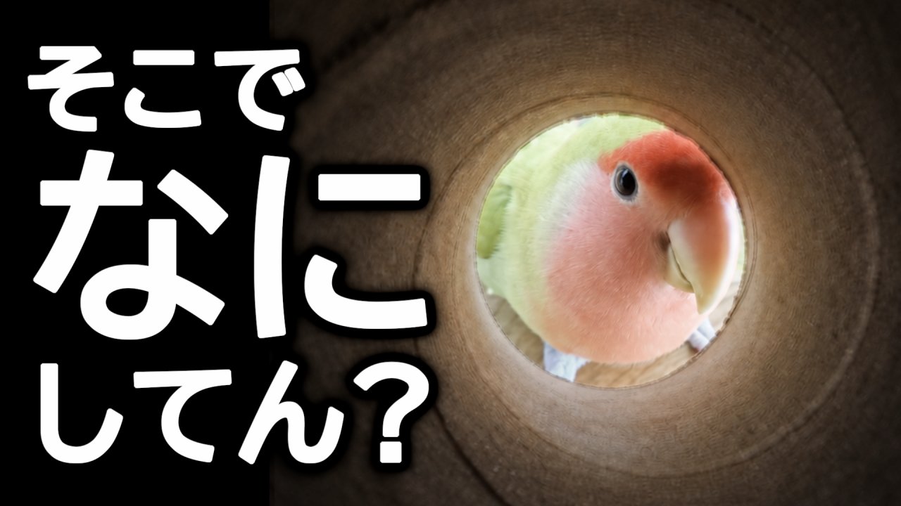 コザクラインコが狭い場所に入りたがる理由｜巣作り・発情との関係