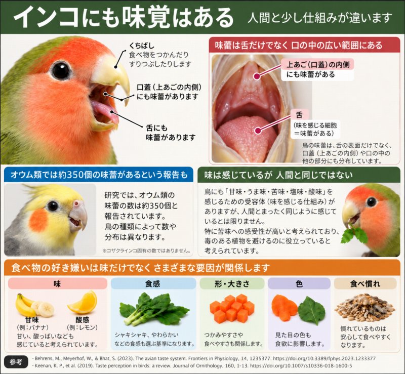 鳥の味覚は人間と少し仕組みが違う