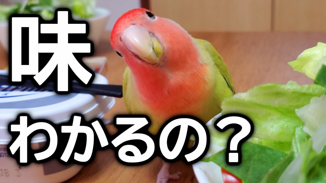 インコに味覚はある？鳥は味がわかるのか、好き嫌いとの関係も調べてみた